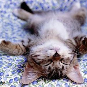 Meet your Posher, Dean